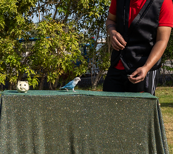 Birds Show